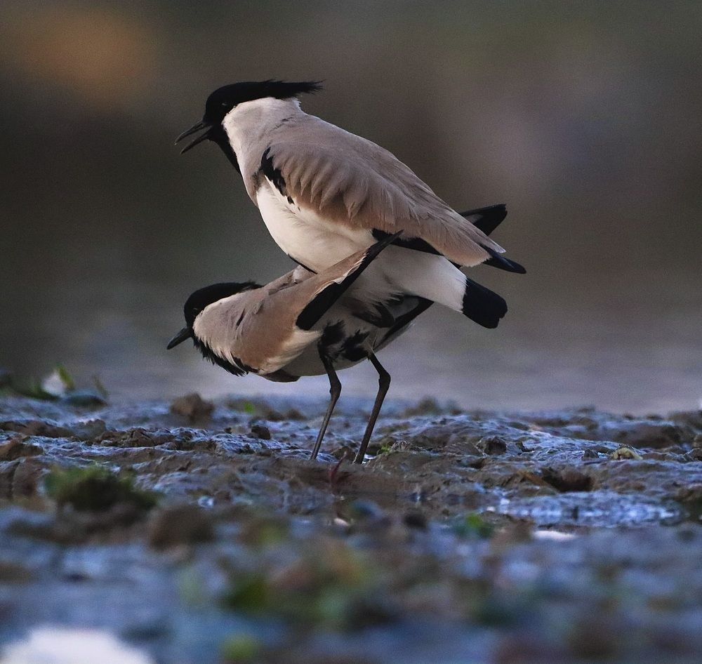 Photograph by Dr.Kaustav Bhowmik