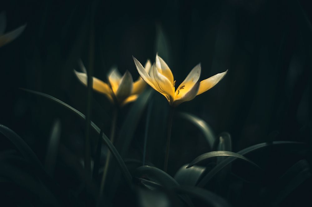 Photograph by Тараненко Анжелика