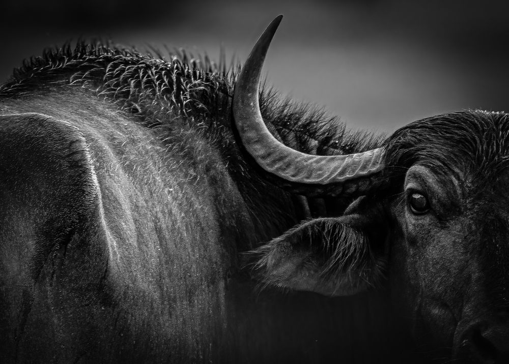 Photograph by Chathuranga Deshapriya