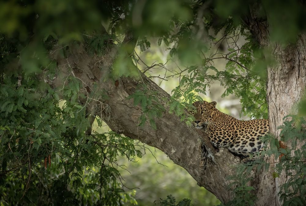 Photograph by Chathuranga Deshapriya