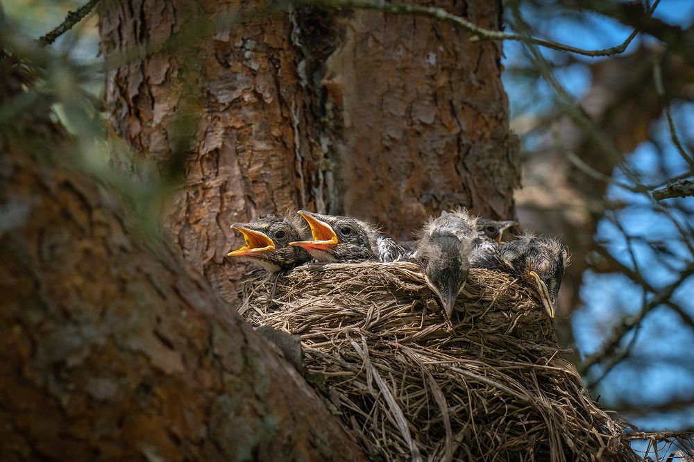 Фотография автора ЯR Ольга