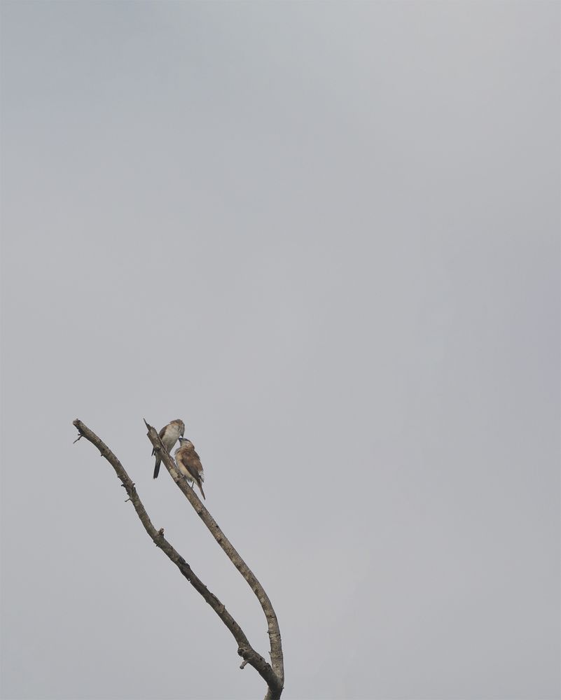 Photograph by Janitha Situbandara