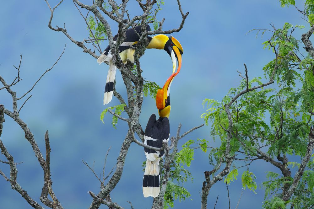 Photograph by Harish Kumar