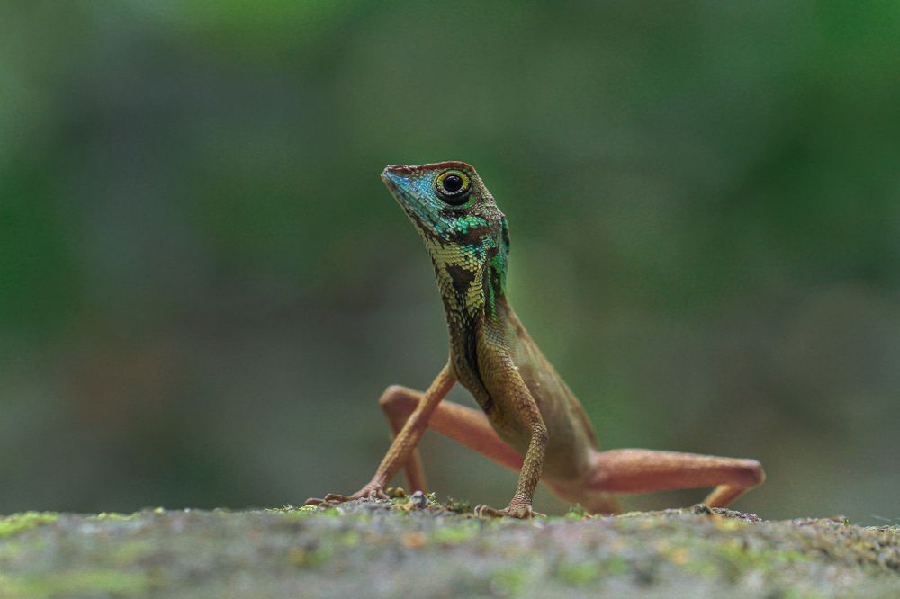 Sri Lankan Kangaroo lizard