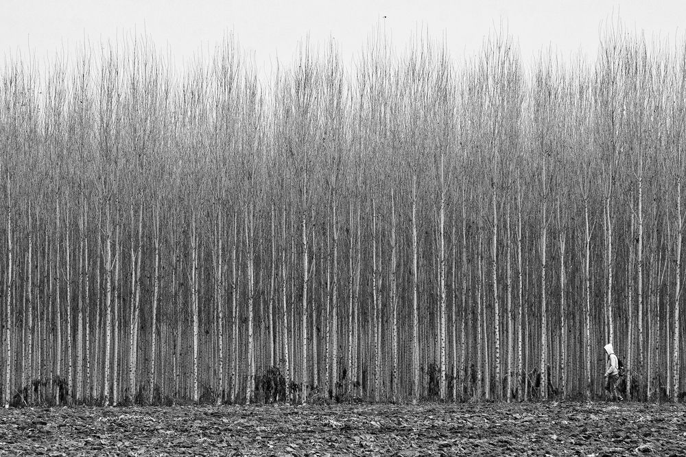 Poplars and man