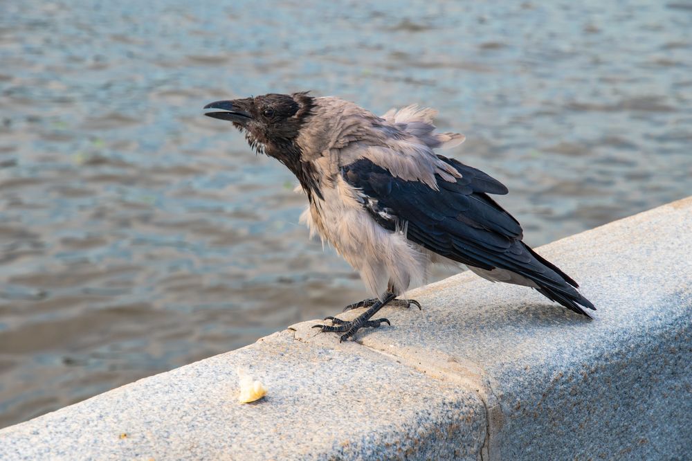 Недовольная ...