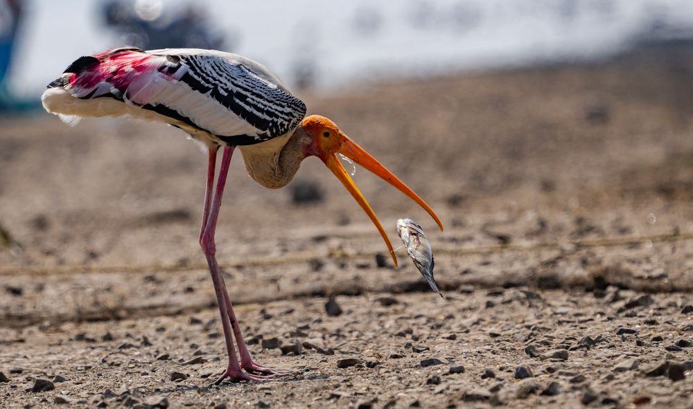 Playing while swallowing