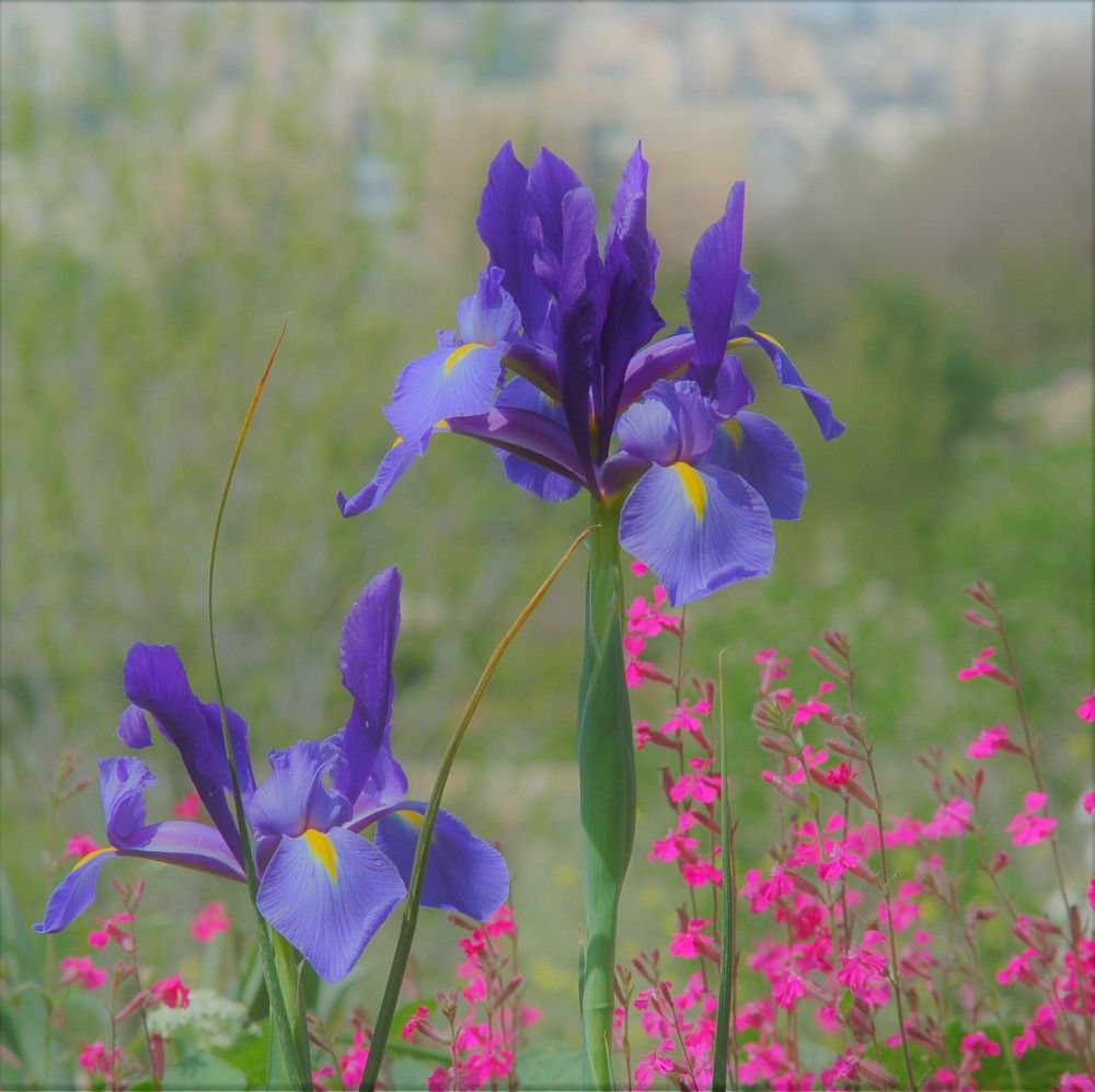 Фотография автора Ася Бабушкина