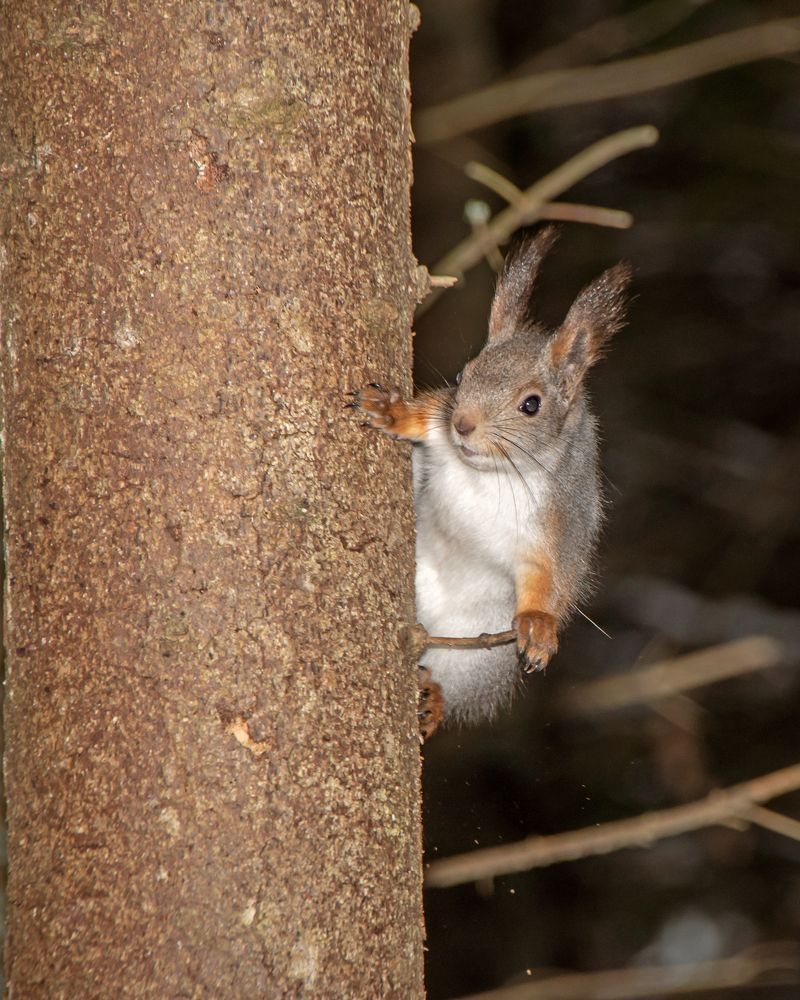 Любопытный бельчонок.
