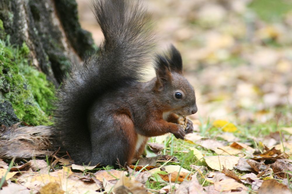 Photograph by Ирина Вассерлауф