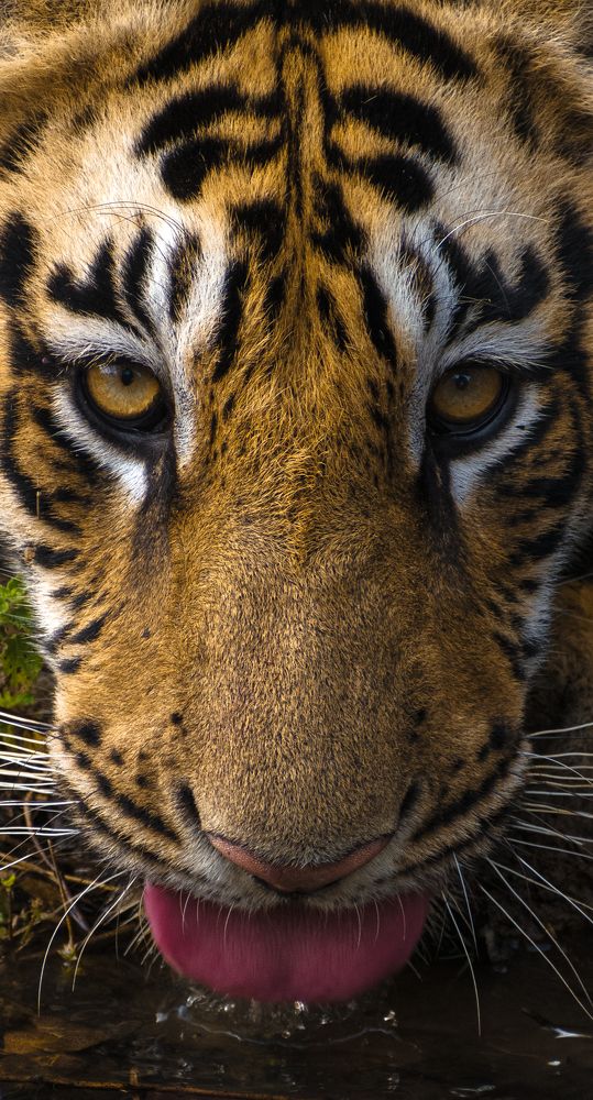 Фотография автора Kuramana Ashok Kumar