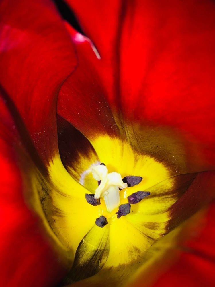 Сокровище Калмыкии