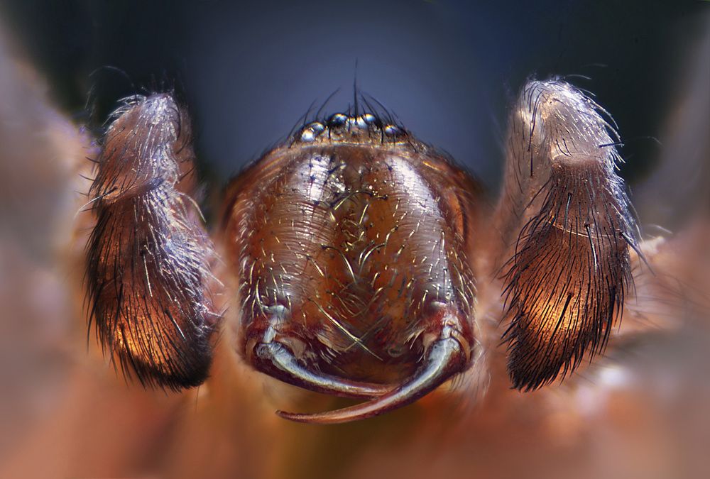 Photograph by Eduardo Modolo