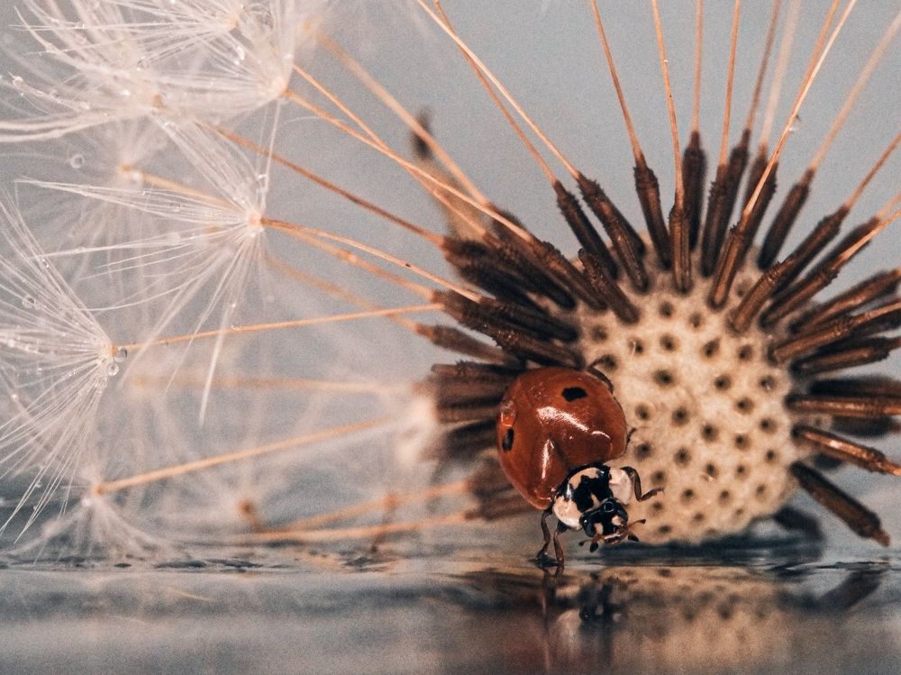 Photograph by Юлия Иванова