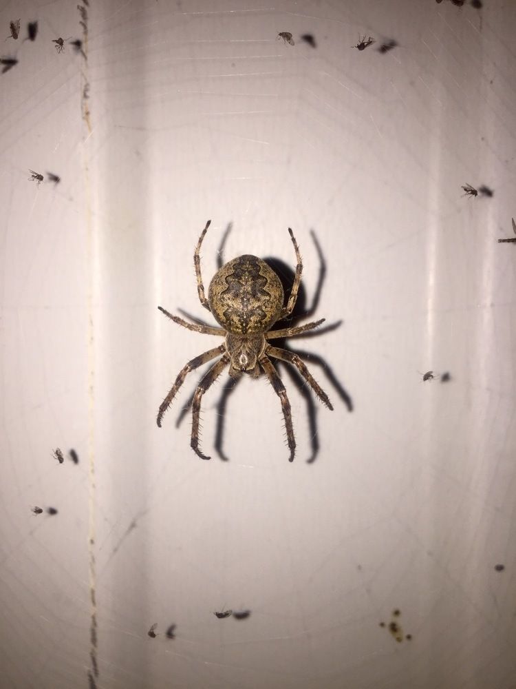 Photograph by Манца Нимгирова