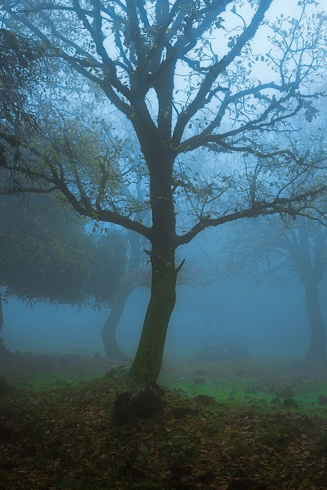 Photograph by Amos Ravid