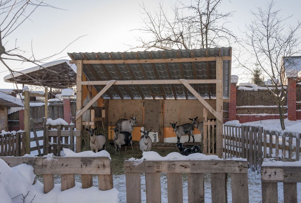 один день козоводов-любителей