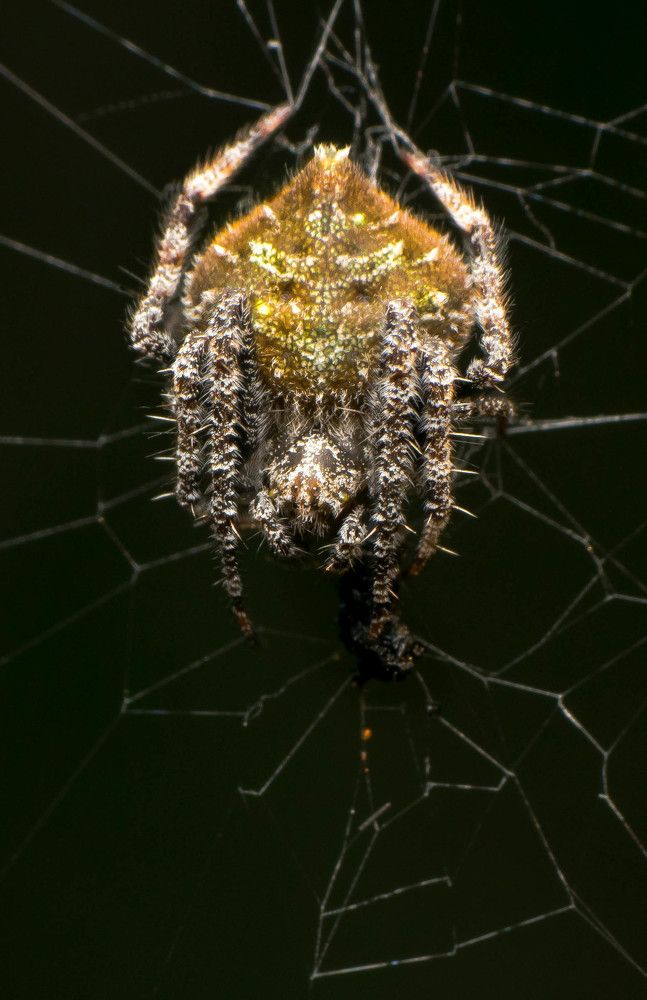 An orb spider
