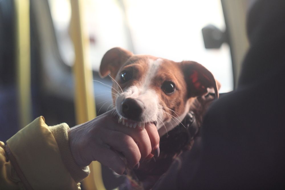 Photograph by Владимир Кабалоев