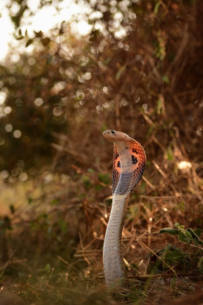 Indian Cobra