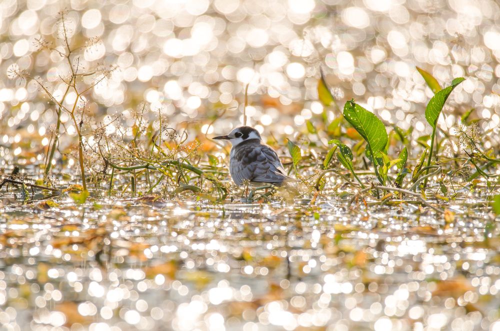 Photograph by Ксения Соварцева