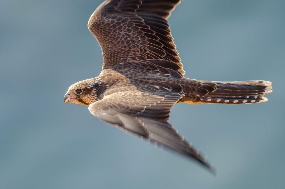 Photograph by Ксения Соварцева