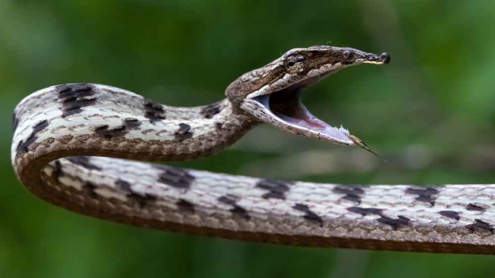 Photograph by Harish Kumar