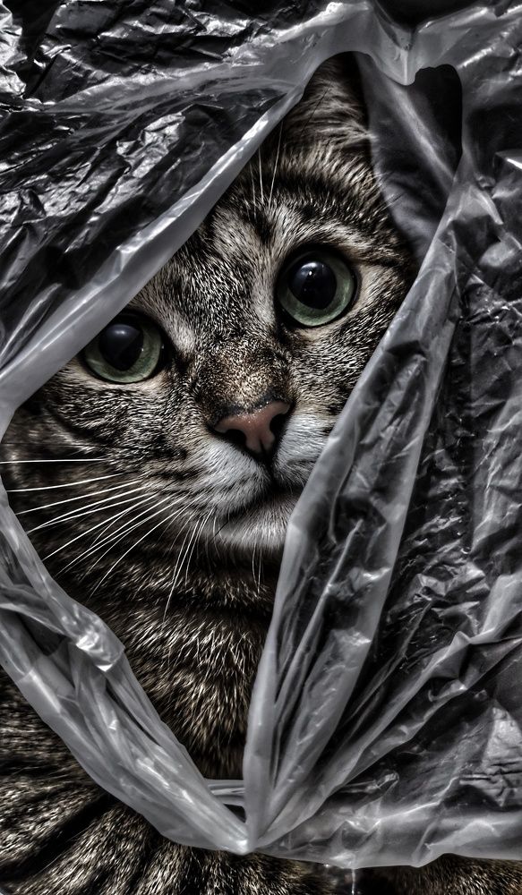 Photograph by Алина Рачковская