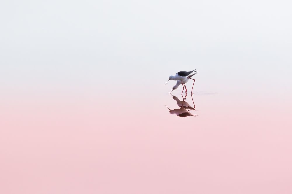 Дуэт или Квартет ...