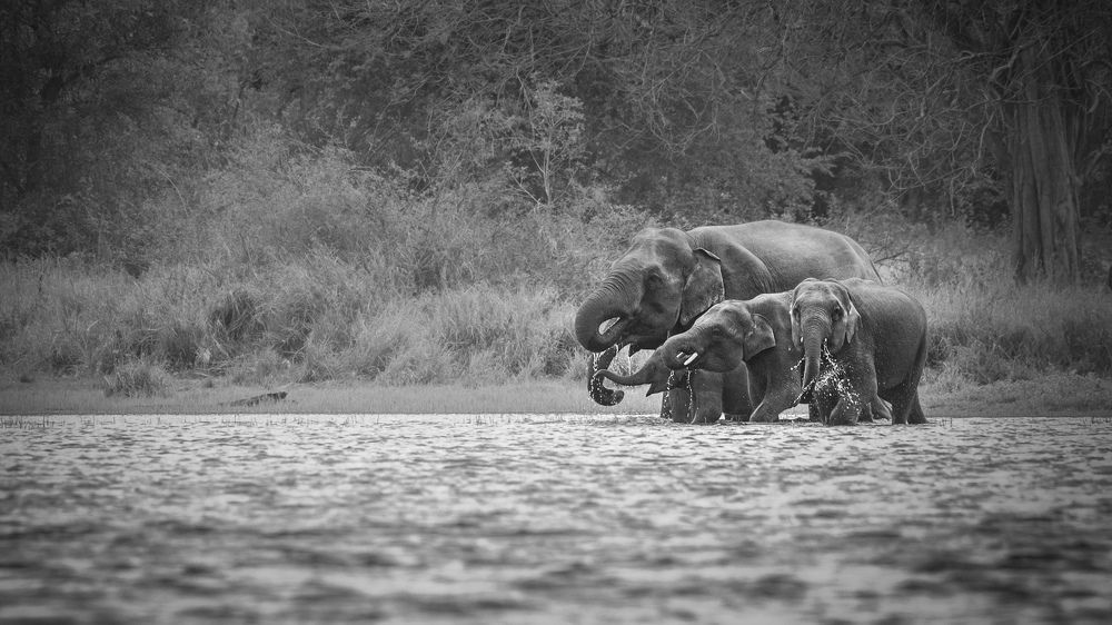 Photograph by Bimsara De Alwis