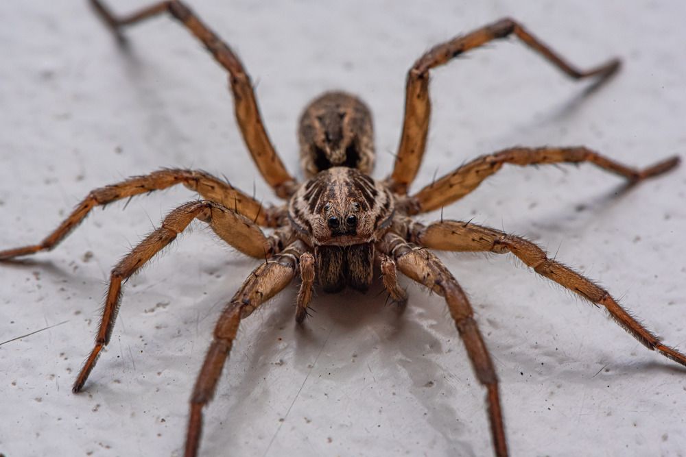 Photograph by Cristian Brancu