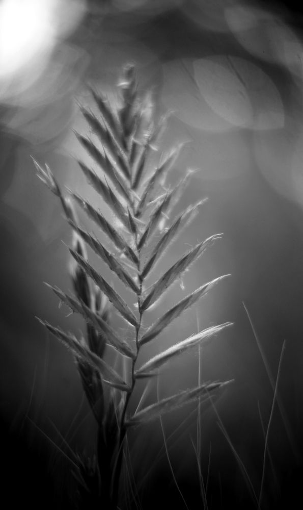 Photograph by Milla Luca