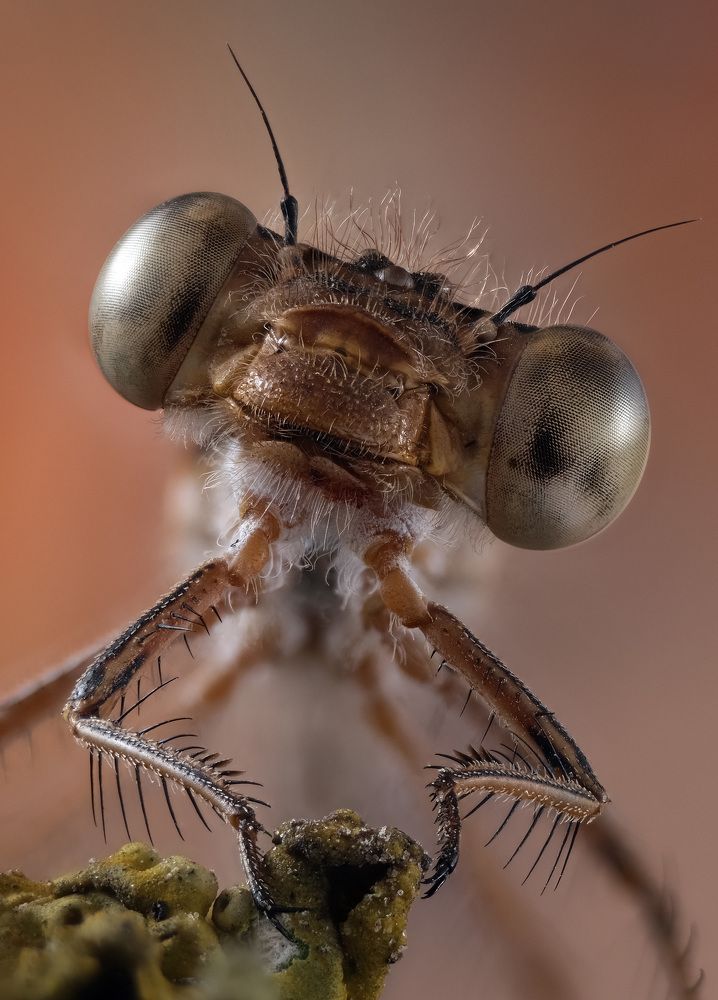 Sympecma paedisca portrait