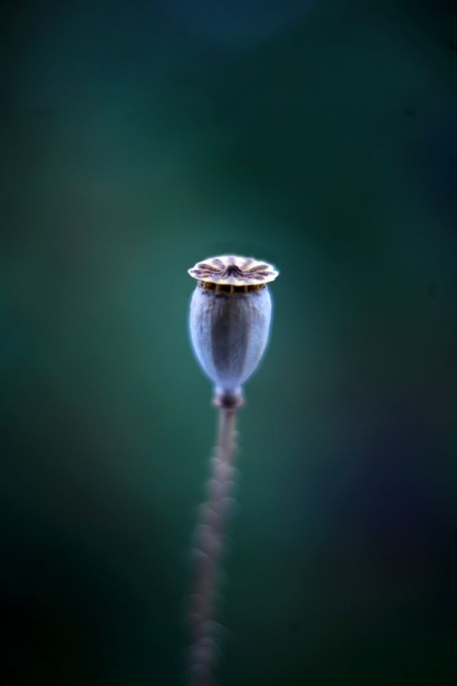 Photograph by Milla Luca