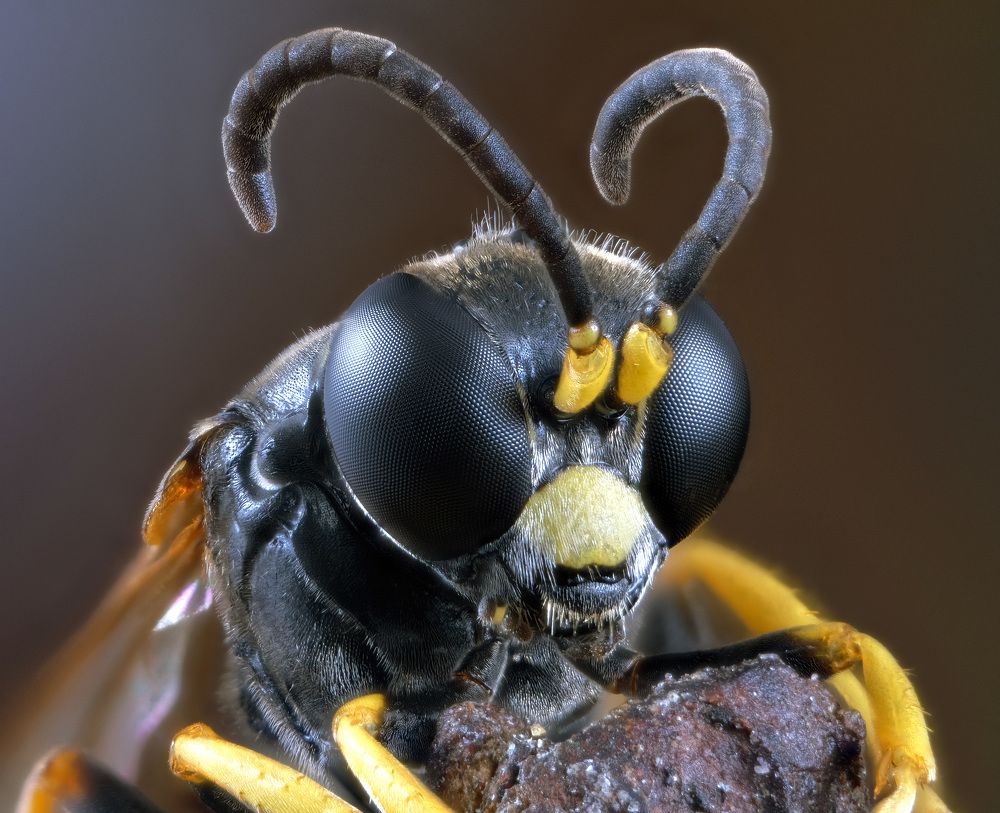 Tenthredinidae portrait