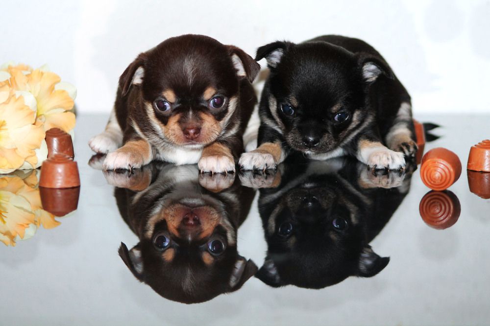 Photograph by Диана Ульянцева