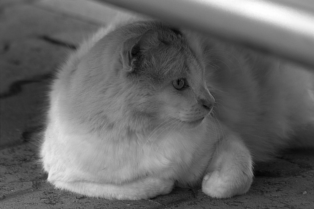 Photograph by Carla Salanova