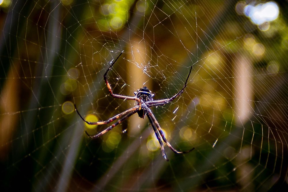 Spider in the web