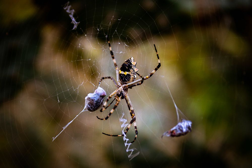 Spider and its preys