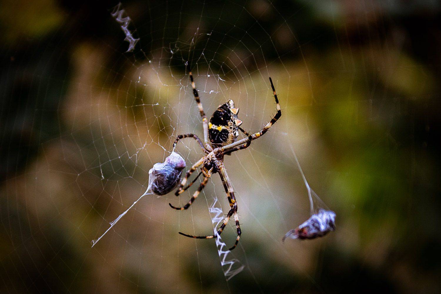 Spider and its preys
