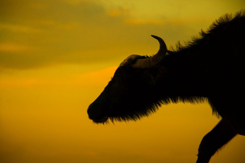 Photograph by MOHAMMED BRZAN