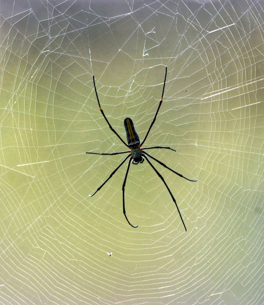 Фотография автора Amit Panchal