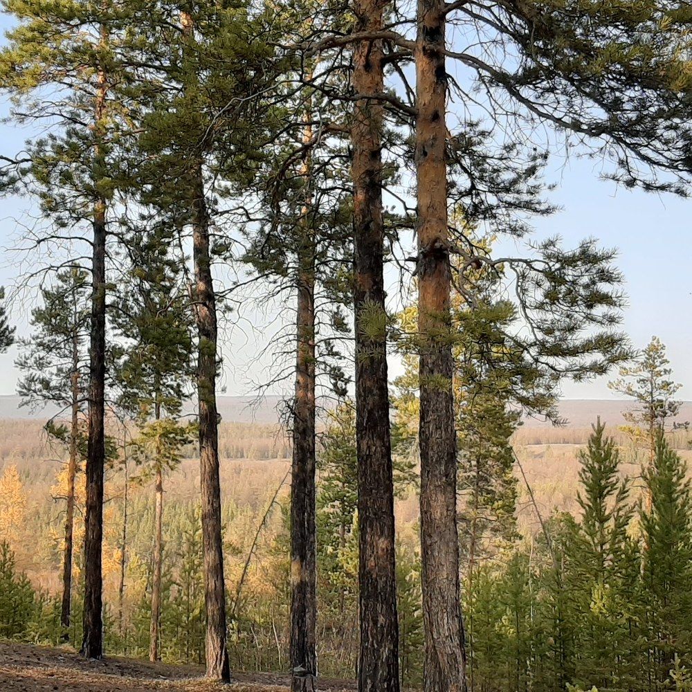 Photograph by Николай Цыпандин