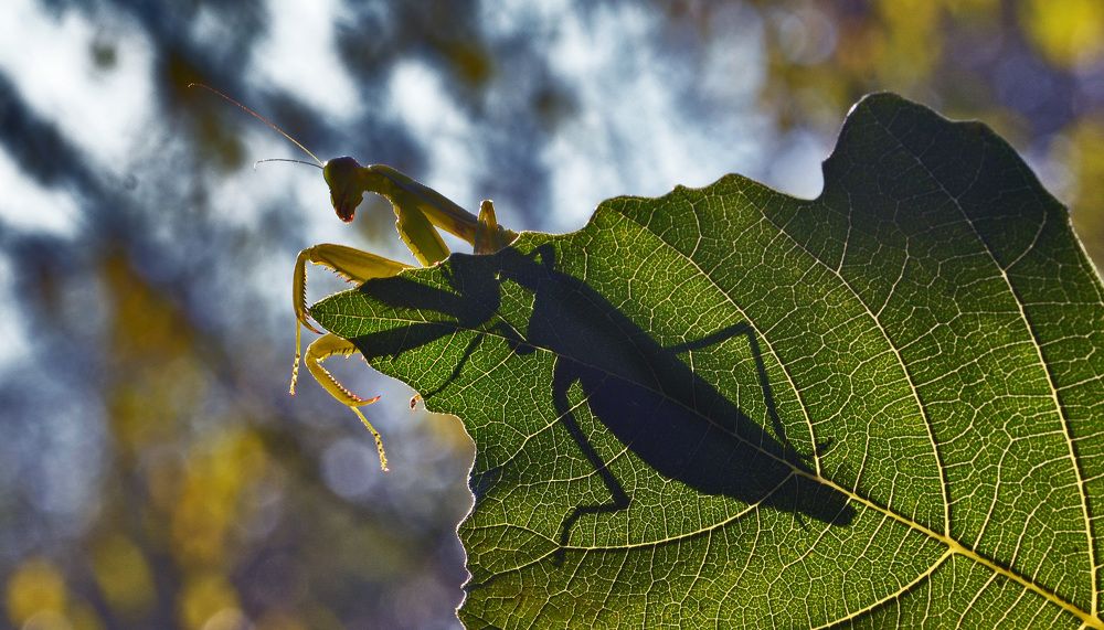 Mantis on leaf 3