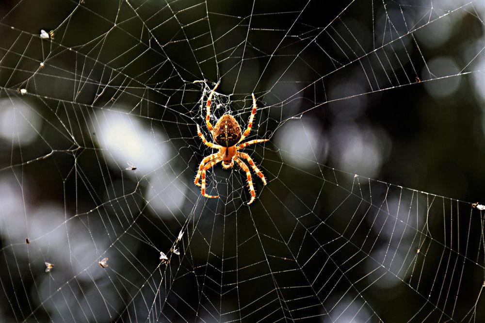 Spider's web