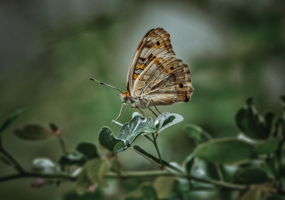 Фотография автора JOE