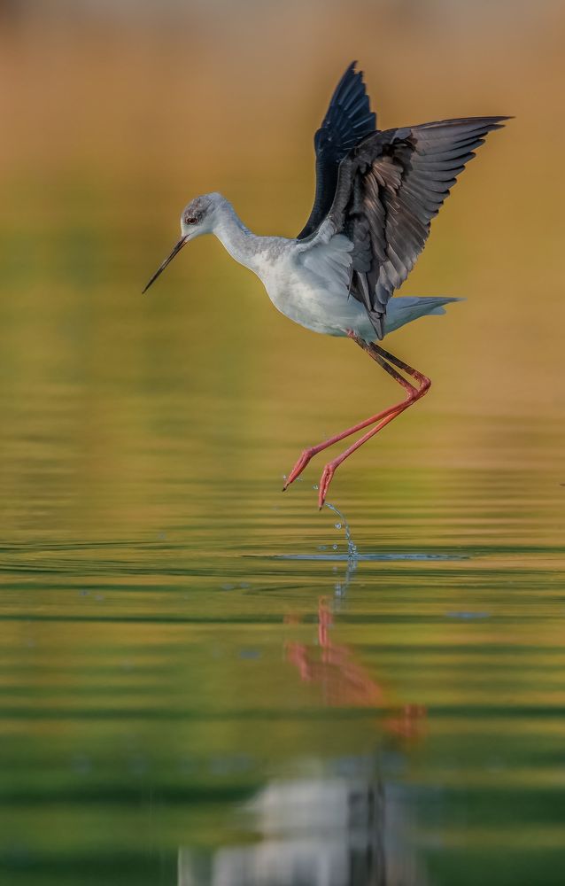 Black-winged Stilt