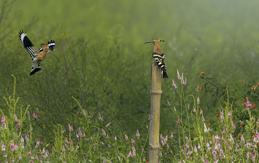 Фотография автора Rahul Chakraborty