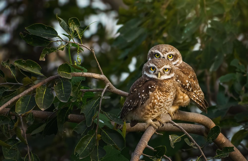 Фотография автора Rahul Chakraborty