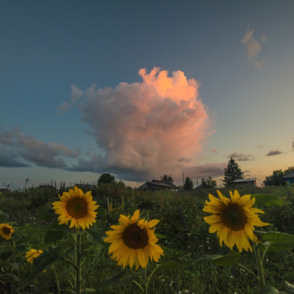 Закатная роза.